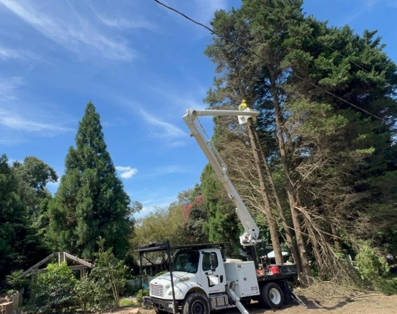 24 7 Emergency Tree Service 2