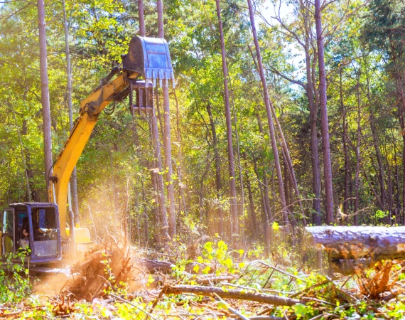 Land Clearing 2