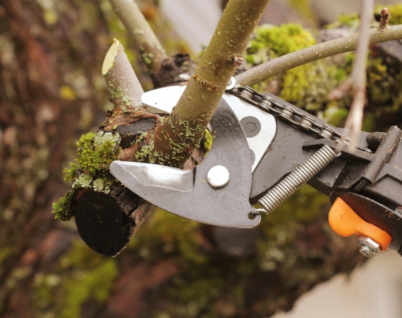 Tree Pruning 2